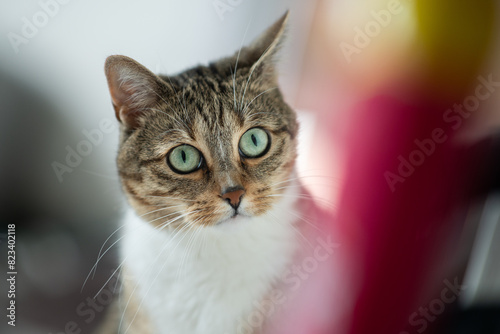 Cute Tabby cat looking at home cleaning products  