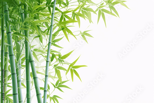 fresh green bamboo stalks and leaves against a white background