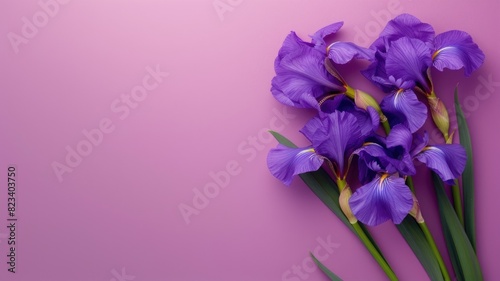 Purple iris flowers arranged on plain pink background photo