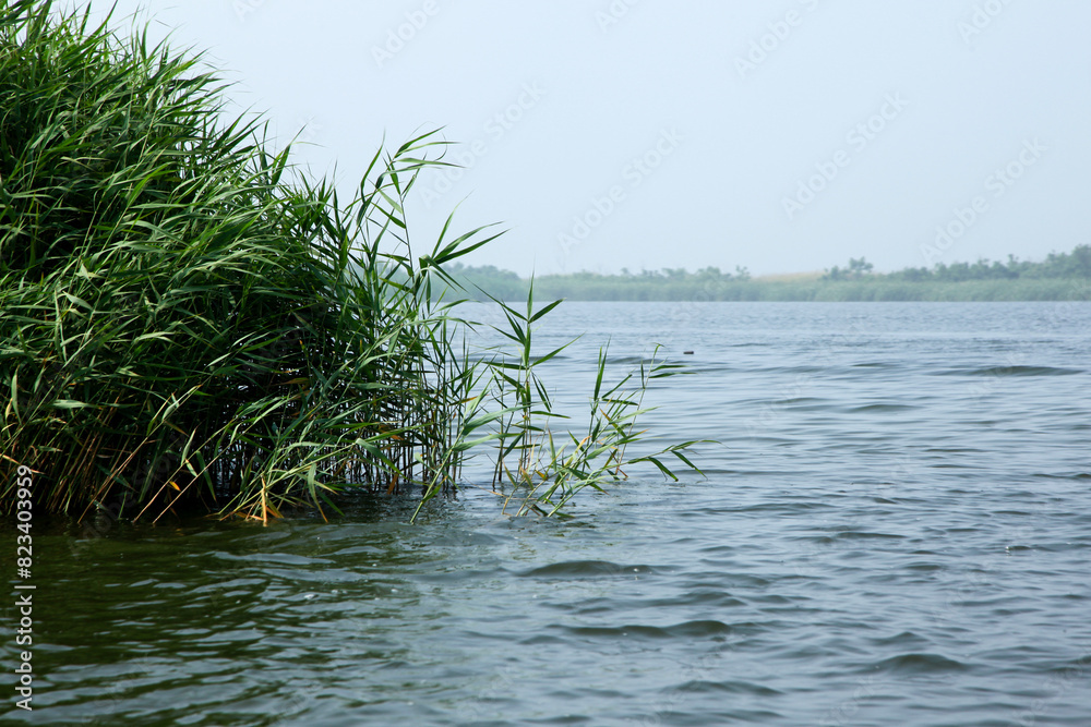 View of the lake with the grass in the foggy morning View of the lake with the grass in the foggy morning