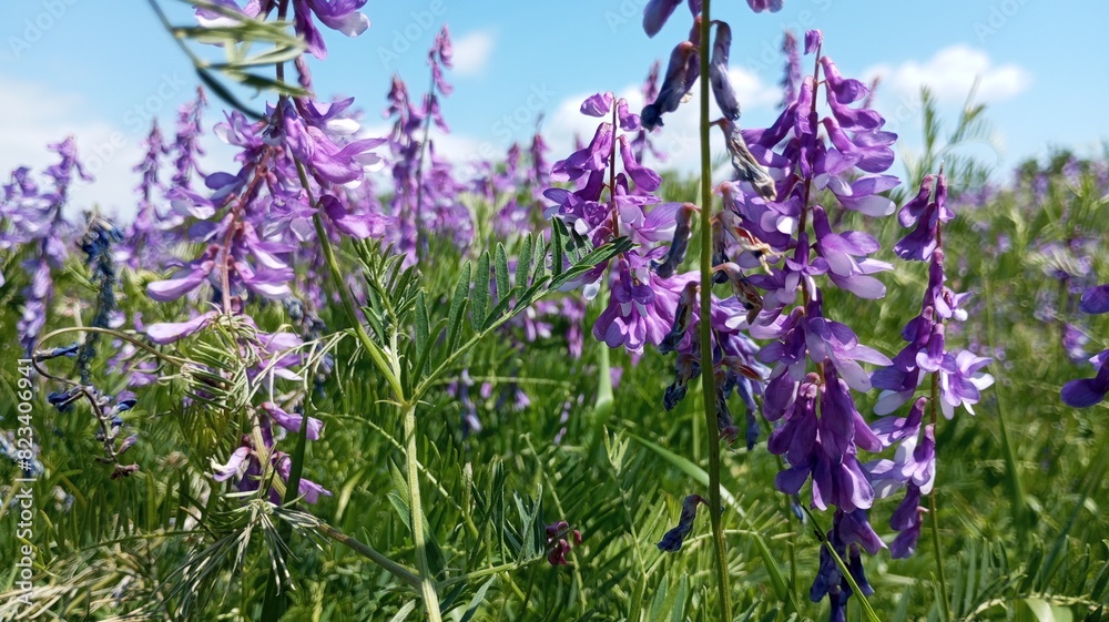Floral background. Fresh sage flowers with a view of the blue sky. Spring glade. Purple flowers