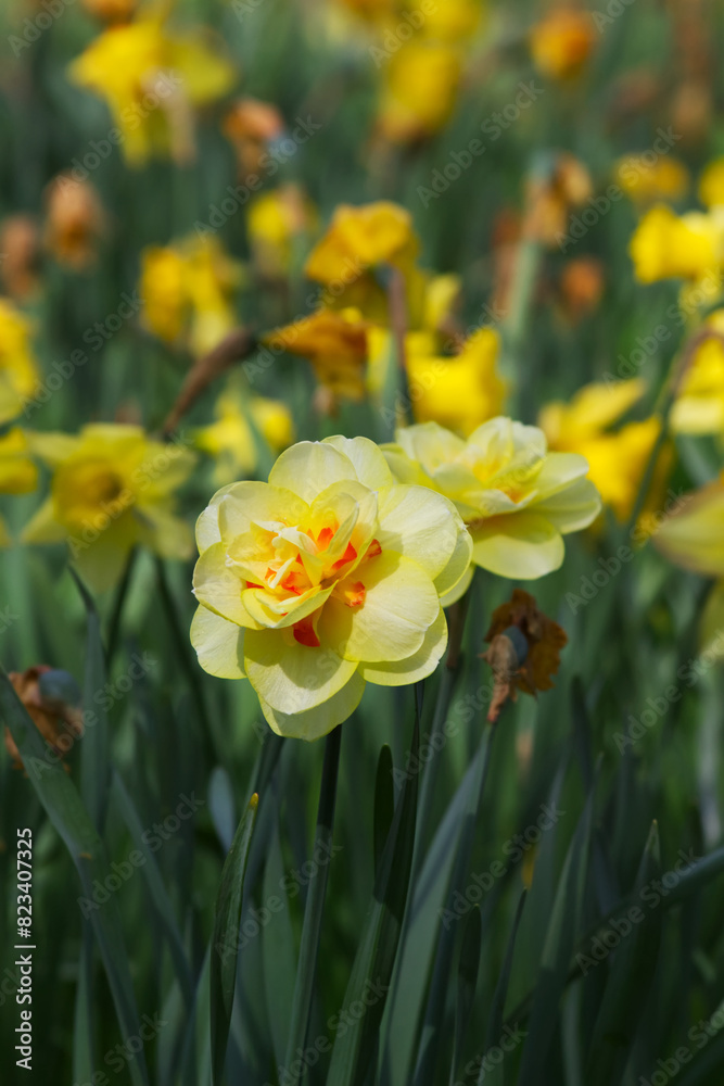 Daffodil flower close-up vertical background Daffodil flower close-up vertical background