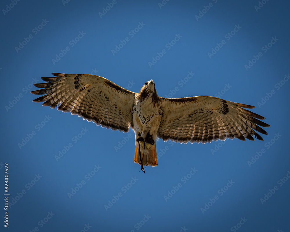Fototapeta premium Red-tailed buzzard (Buteo jamaicensis) soaring against a blue sky