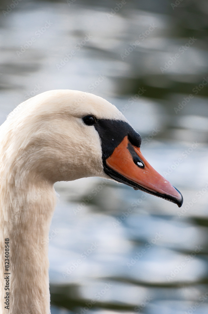 Fototapeta premium Beautiful white swan close up on blue background