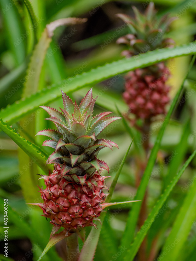 Close-up of an unripe pineapple with lush leaves Close-up of an unripe pineapple with lush leaves
