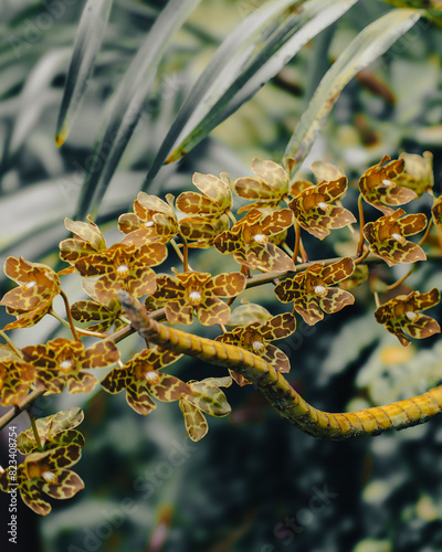 Closeup shot of Grammatophyllum speciosum, also called giant orchid photo