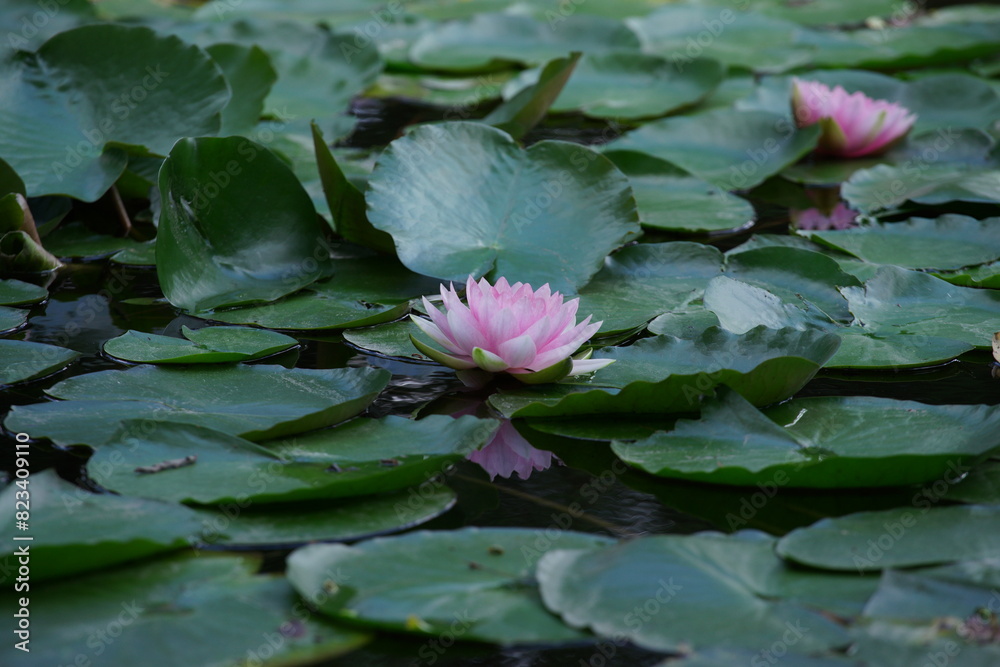 Pinkish-white water lilies with green lily pads floating on pond's surface Pinkish-white water lilies with green lily pads floating on pond's surface