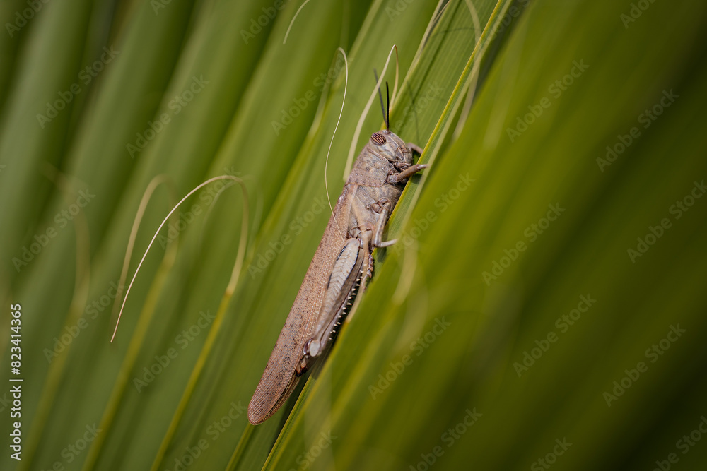 Grasshopper insect perched on a leaf by grass Grasshopper insect perched on a leaf by grass