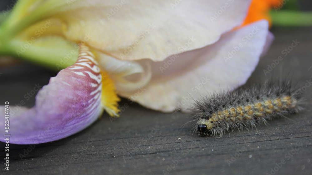 Naklejka premium Caterpillar beside a purple flower
