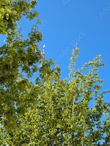 Baum vor blauen Himmel