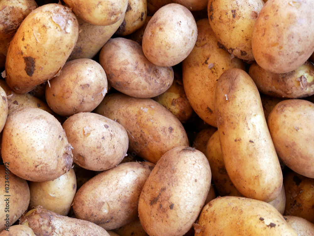 Raw new potatoes. Close up of the tuber. Full frame composition. Organic food from Poland. Raw new potatoes. Close up of the tuber. Full frame composition. Organic food from Poland.