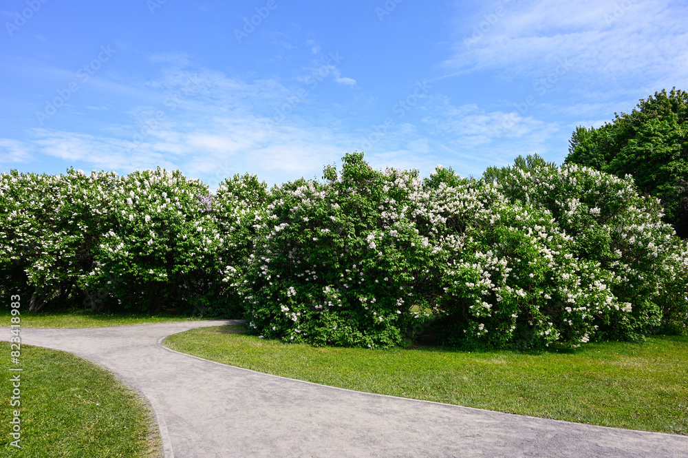 Bushes of blooming white lilacs in the park on the background of a blue sky with footpaths. Bushes of blooming white lilacs in the park on the background of a blue sky with footpaths.