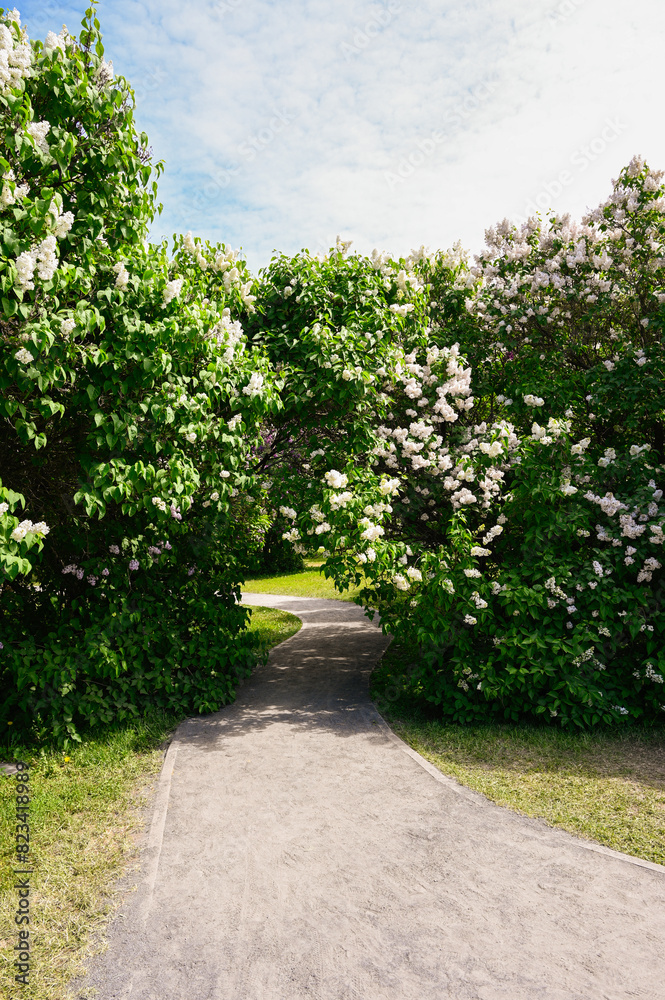 Bushes of blooming white lilacs in the park.