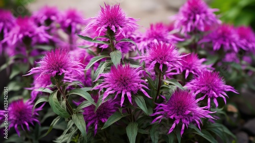 plant purple monarda photo