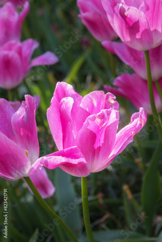 Tulip Backpacker. Exquisite and rare varieties of flowers for gardens, and parks