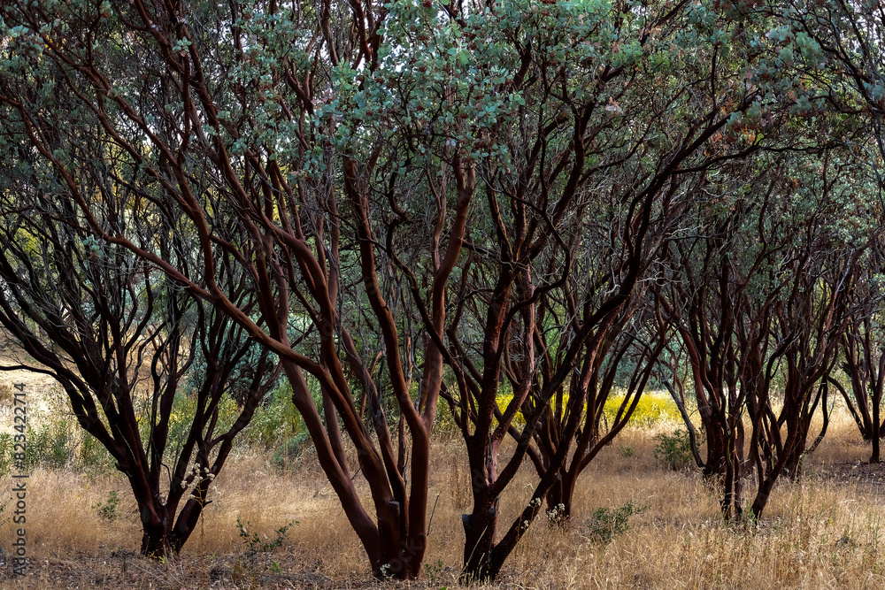 California's Manzanita Grove in the woods