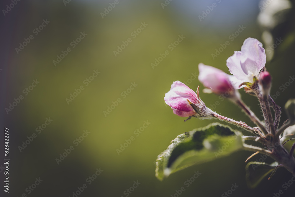 Purple flowers in bloom on a tree branch
