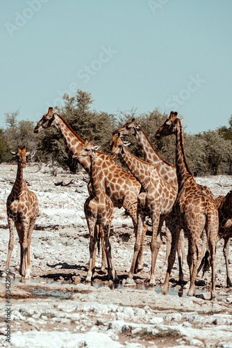 Canvas Print giraffe in the savannah
