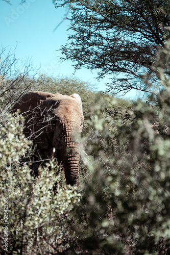 elephant walking in the forestn, namibia photo