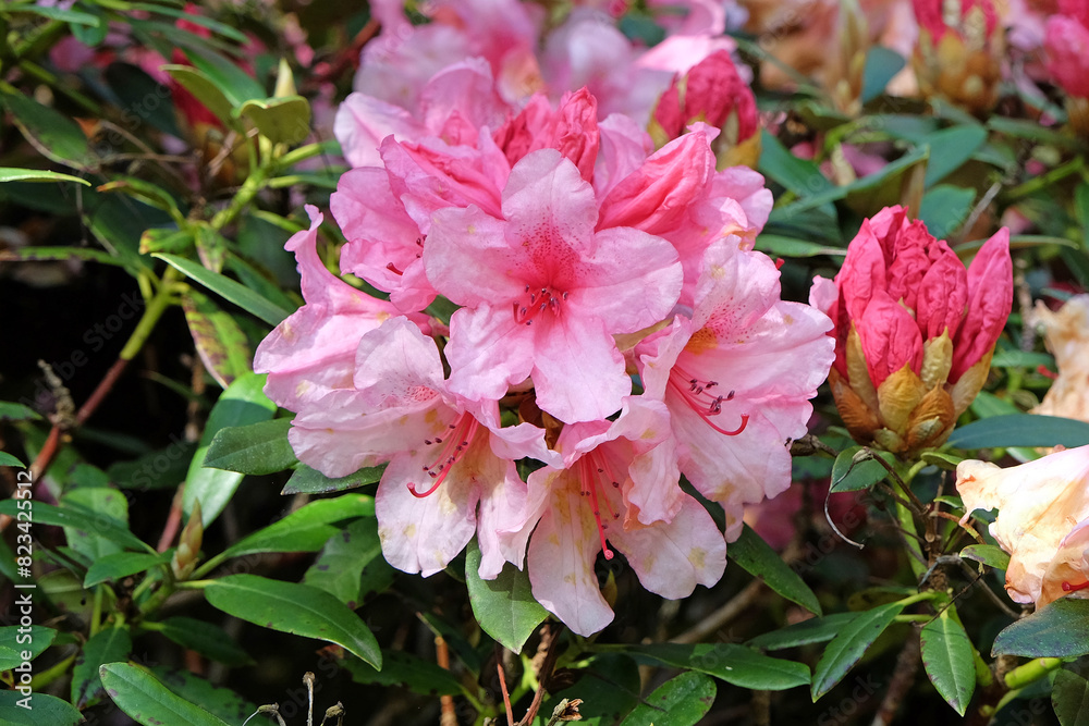 Pink and red Rhododendron azalea ‘Hydon Dawn’ in flower.