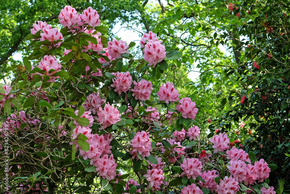 Pink Rhododendron azalea ‘Furnivall's Daughter’ in flower. Pink Rhododendron azalea ‘Furnivall's Daughter’ in flower.