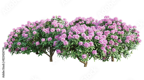 Rhododendron bushes in blossom isolated on transparent background. 3D render.