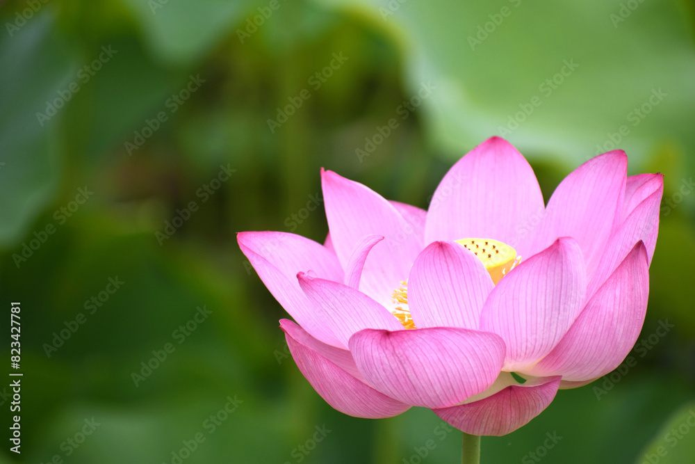 夏の朝に咲いた清らかな蓮の花 夏の朝に咲いた清らかな蓮の花