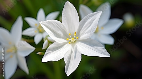 petals star of bethleham