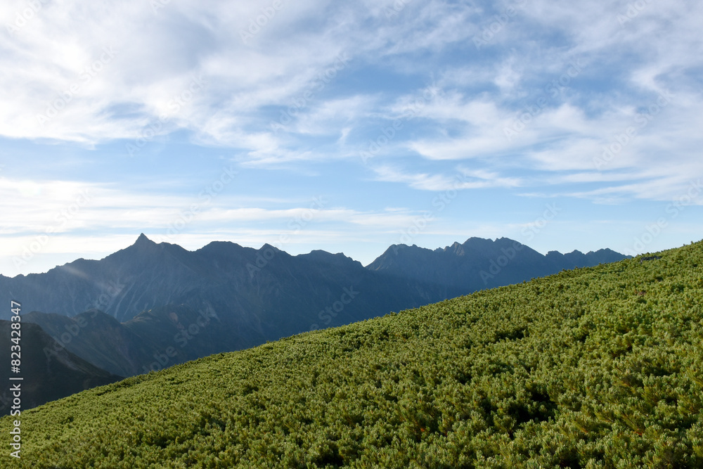 Obraz premium ハイマツの斜面の奥に見える、槍ヶ岳と穂高の山々