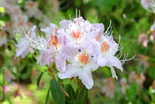 White with orange flush Rhododendron yunnanense ‘Openwood’ in flower. photo