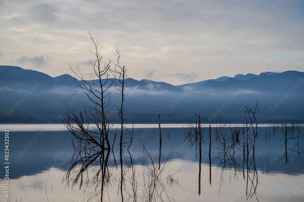 Dead trees reflect in the calm lake water early in the morning, Lake Bellfield, Grampians, South Australia Dead trees reflect in the calm lake water early in the morning, Lake Bellfield, Grampians, South Australia