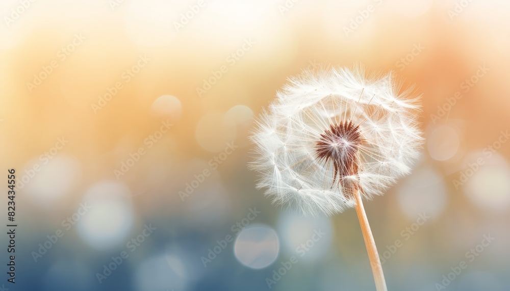 Close-up of a dandelion seed head against a soft, blurred bokeh background, capturing a tranquil and dreamy atmosphere in nature.