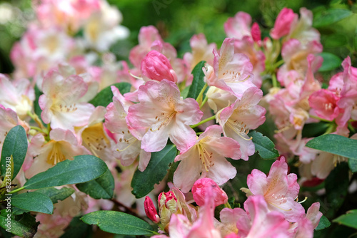 Pink and cream Rhododendron ‘Percy Wiseman’ in flower