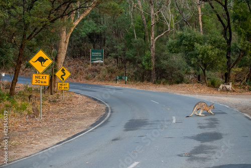 Wild kangaroo sits on a road next to a yellow traffic warning sign Kangaroo, South Australia photo