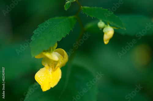 Spotted Jewelweed flowers growing in New York
