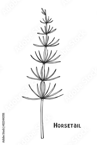 Vector drawing of the medicinal plant horsetail. Isolated image on a white background. Hand-drawn grass.