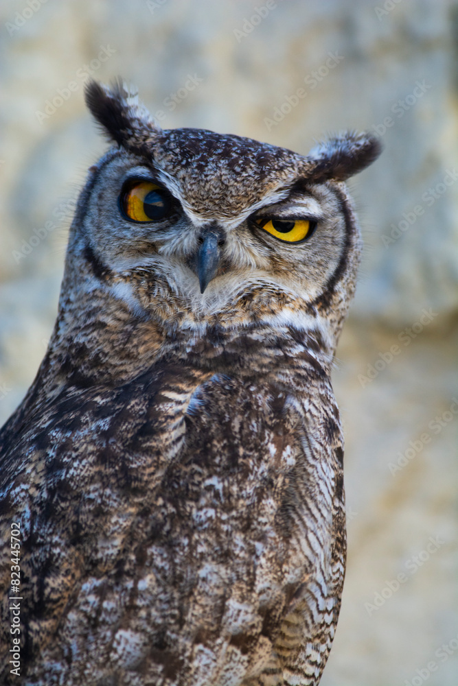 Great Horned Owl, Bubo virginianus nacurutu, Peninsula Valdes, Patagonia, Argentina. Great Horned Owl, Bubo virginianus nacurutu, Peninsula Valdes, Patagonia, Argentina.