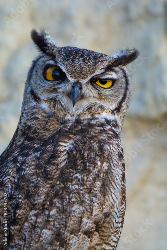 Great Horned Owl, Bubo virginianus nacurutu, Peninsula Valdes, Patagonia, Argentina. © foto4440