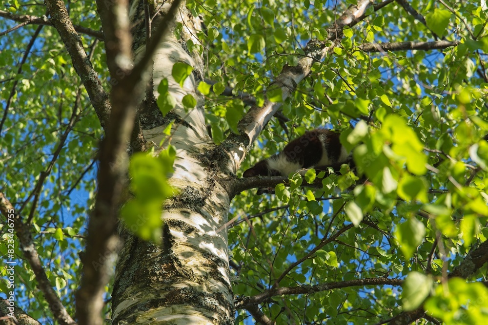 A cat on a birch branch on a sunny spring day.                              