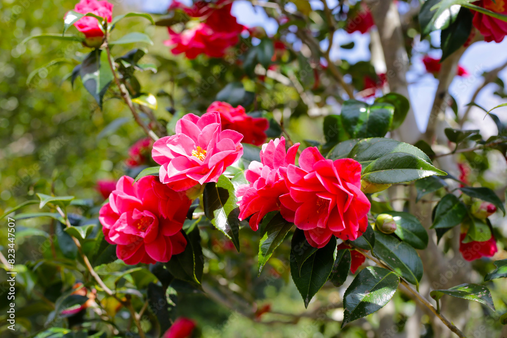 Beautiful camellia flower on tree. The Expo 70 Commemorative Park, Osaka, Japan Beautiful camellia flower on tree. The Expo 70 Commemorative Park, Osaka, Japan