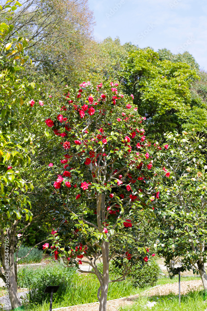 Beautiful camellia flower on tree. The Expo 70 Commemorative Park, Osaka, Japan