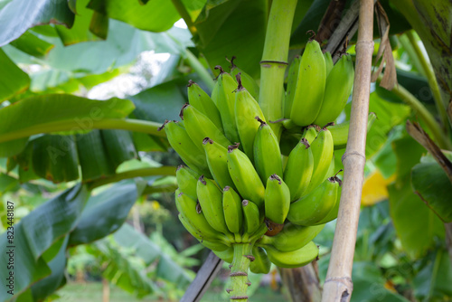 Bunch of fresh green bananas hanging from a banana tree