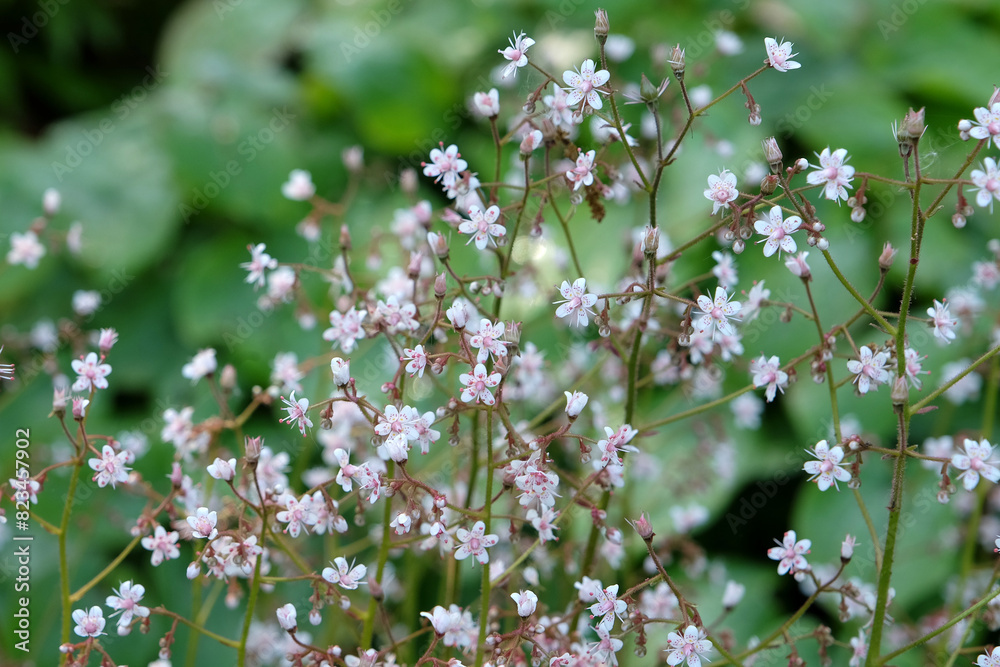 Dainty pale pink Saxifraga x urbinum ‘Variegata’, or London Pride, in flower. Dainty pale pink Saxifraga x urbinum ‘Variegata’, or London Pride, in flower.