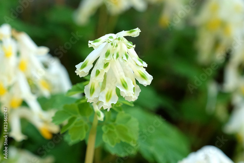 White Pseudofumaria alba, the plant formerly known as Corydalis ochroleuca, in flower. photo