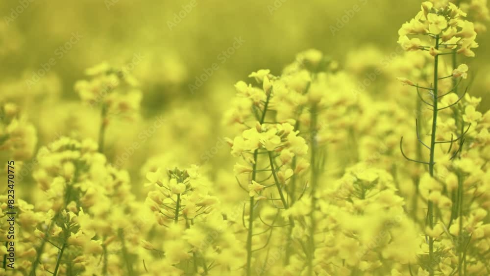 Agricultural field with flowering rapeseed plants that swayed gently in the wind, cinematic selective focus background Agricultural field with flowering rapeseed plants that swayed gently in the wind, cinematic selective focus background