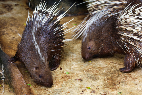 Close up the malayan porcupine animal