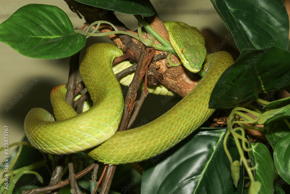 Fototapeta premium Close up green pit viper snake in the garden at thailand