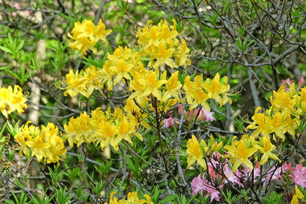 Obraz premium Rhododendron luteum, the yellow azalea or honeysuckle azalea in flower.