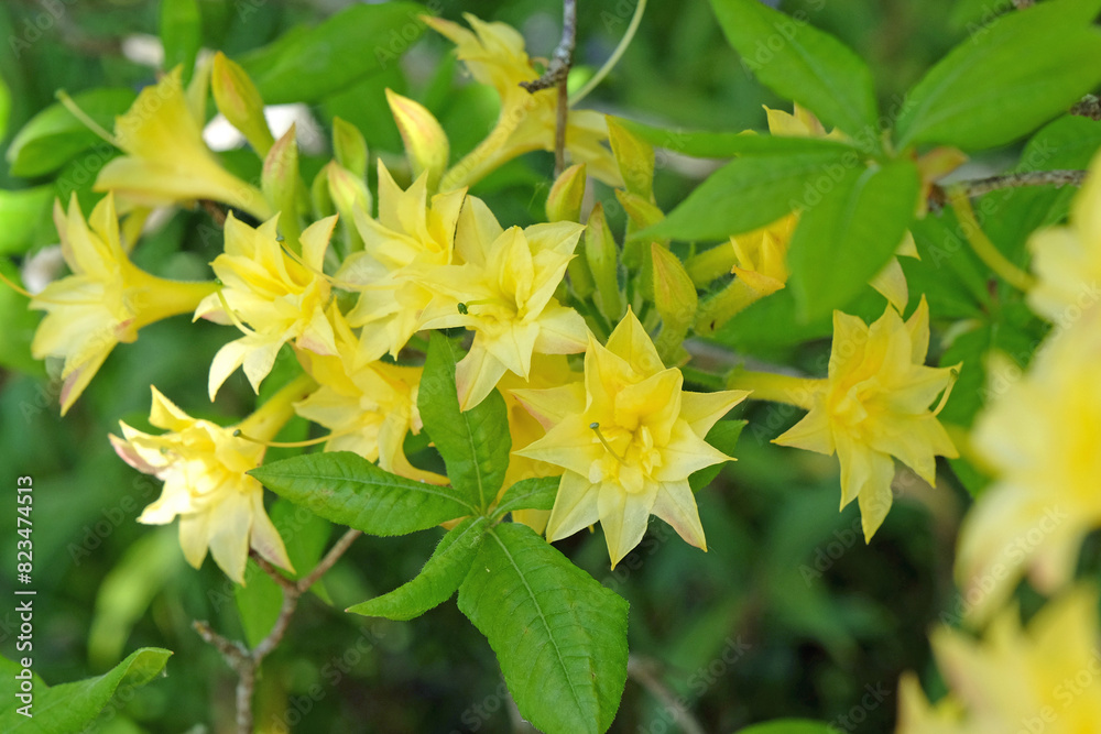 Obraz premium Yellow double Rhododendron Azalea Narcissiflorum in flower.