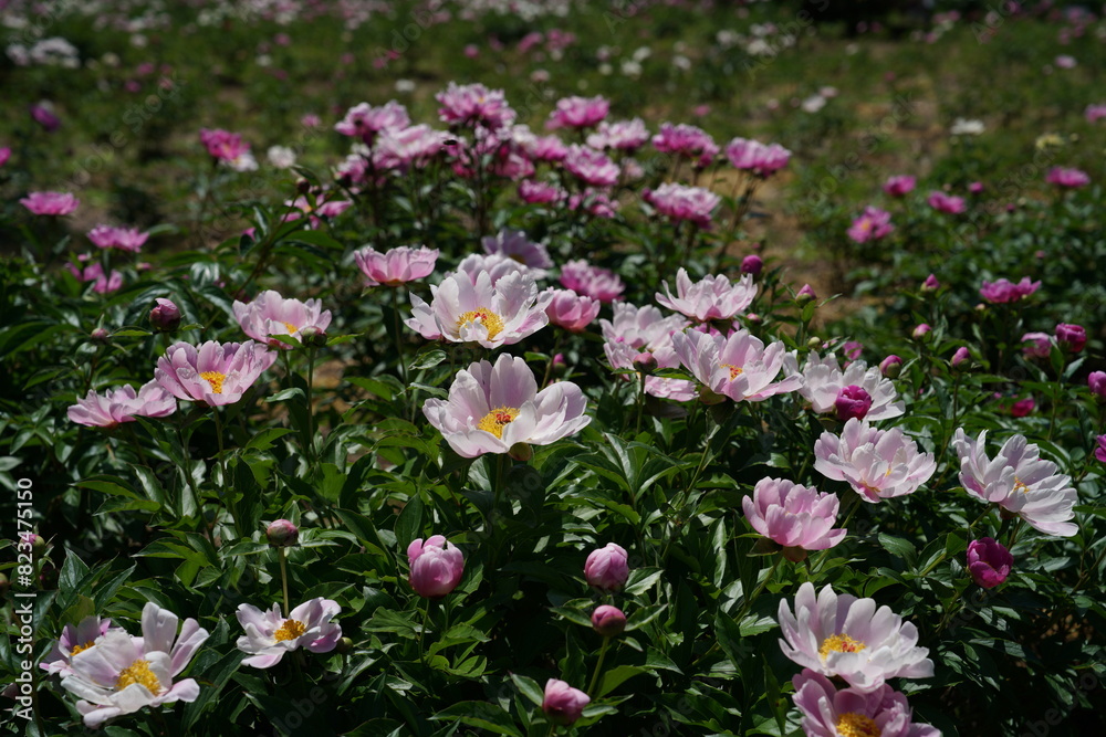 Faint Pink Flowers of Peony in Full Bloom Faint Pink Flowers of Peony in Full Bloom